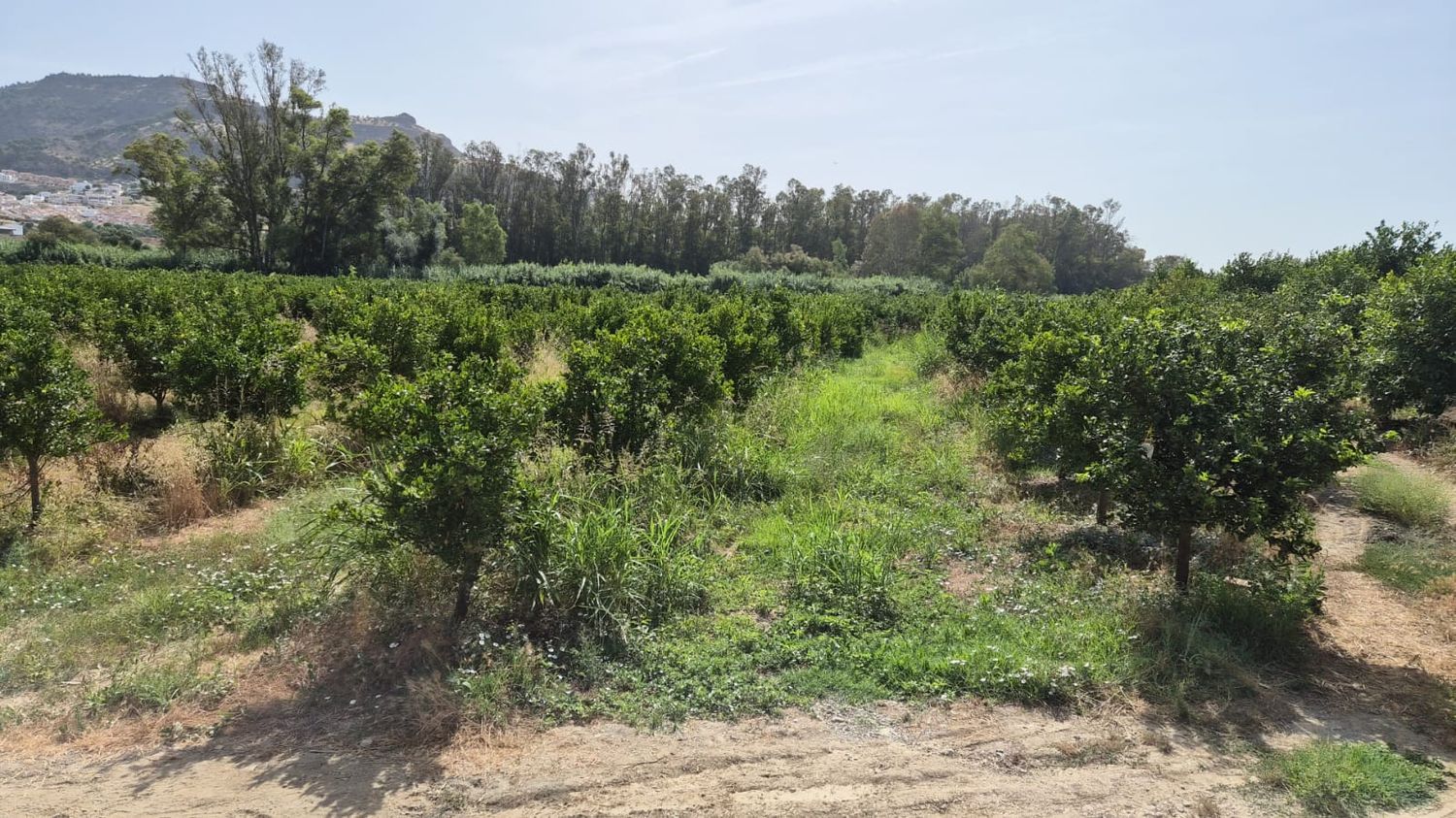 1450223068 REF. DM190626PI – Inmueble en Pizarra